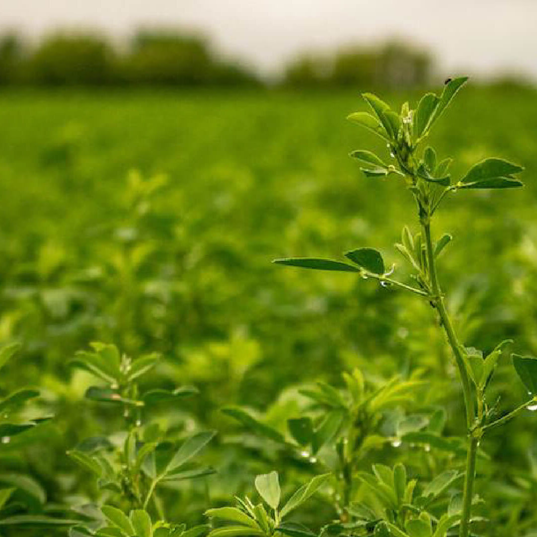 Zenner-Family-Farm-Genesse-Idaho-crops-02