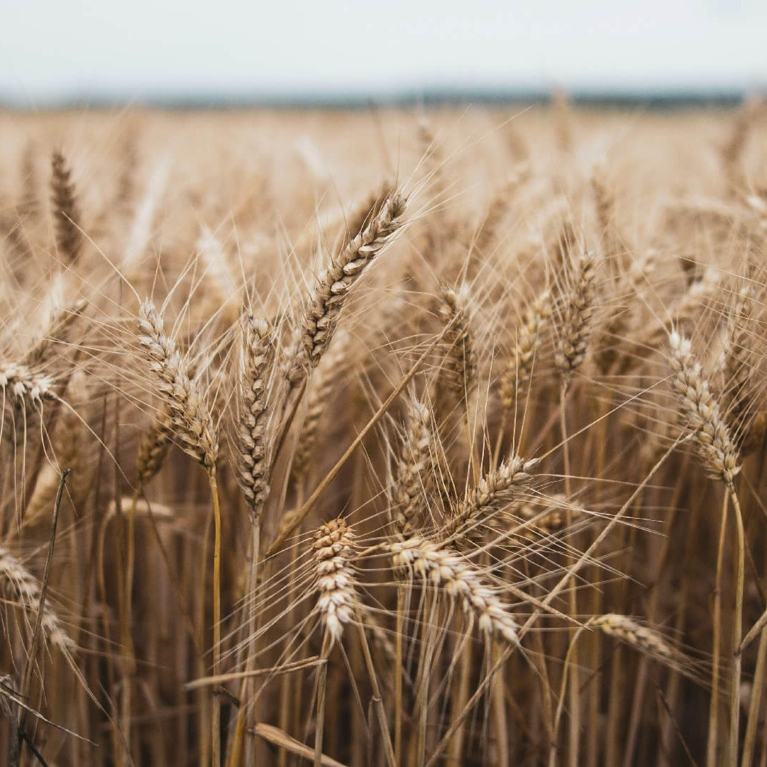 Zenner-Family-Farm-Genesse-Idaho-crops-04