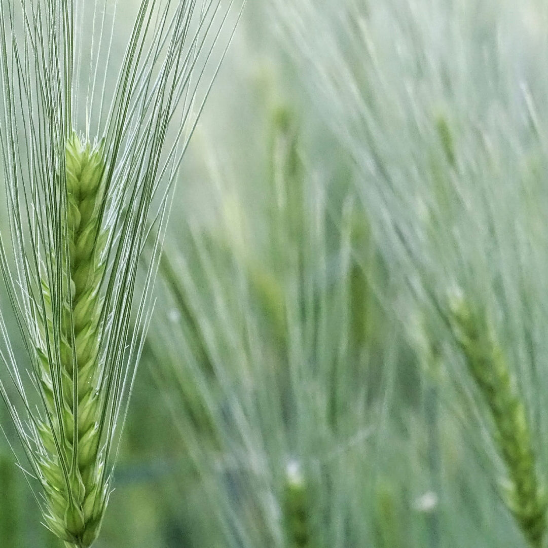 Zenner-Family-Farm-Genesse-Idaho-crops-06