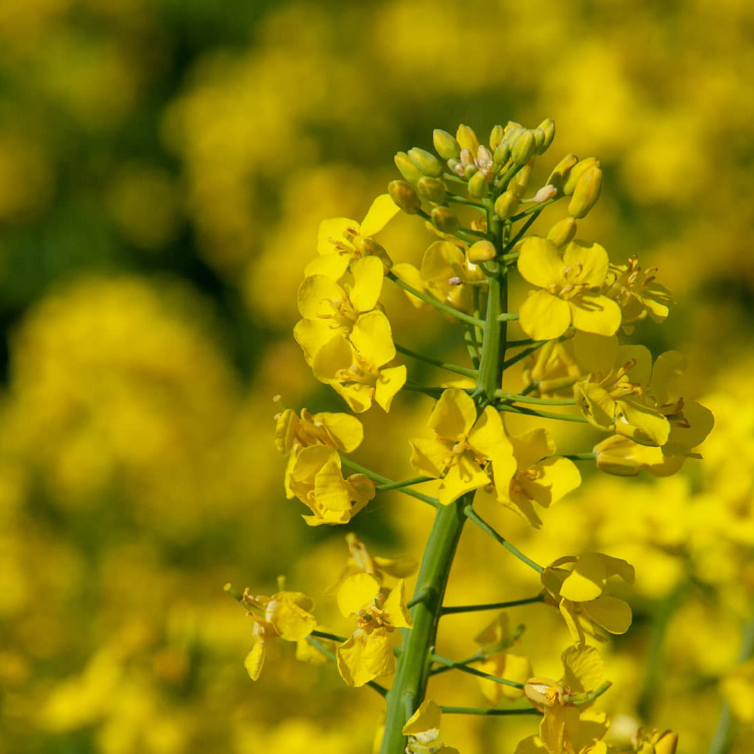 Zenner-Family-Farm-Genesse-Idaho-crops-09